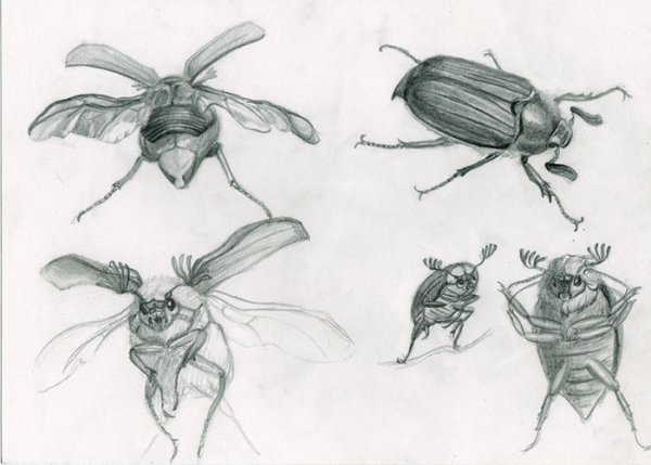 Зарисовки насекомых