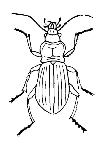 Жук жужелица раскраска