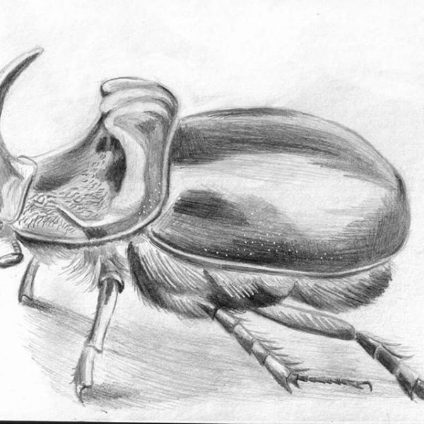 Нарисовать жука носорога