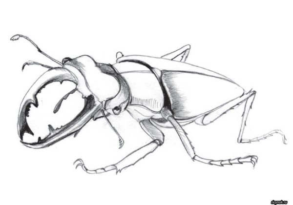 Дровосек реликтовый