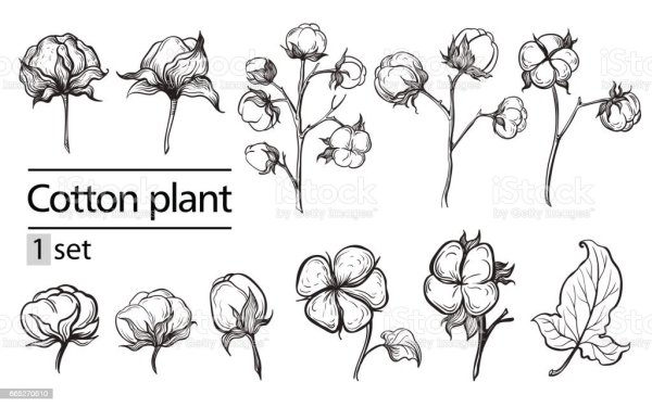 Хлопок растение рисунок Графика