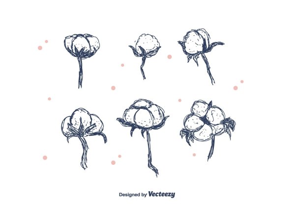 Ветка хлопка эскиз