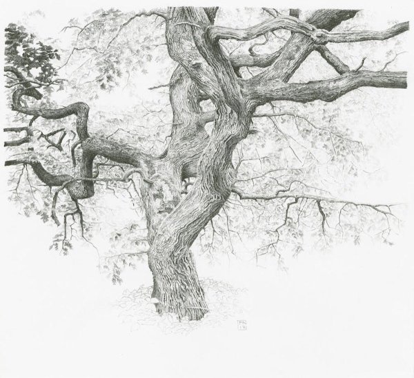 Ветки деревьев Графика