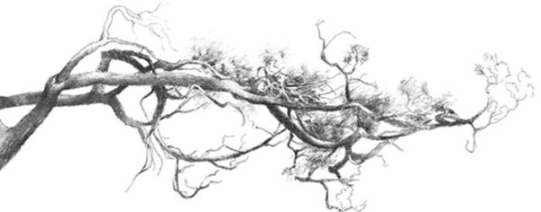 Ветка набросок