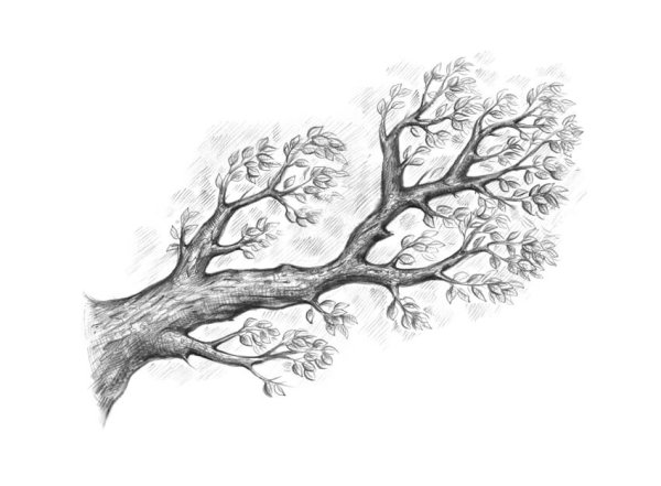 Дерево рисунок карандашом