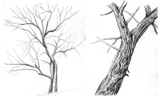 Зарисовки ветвей деревьев
