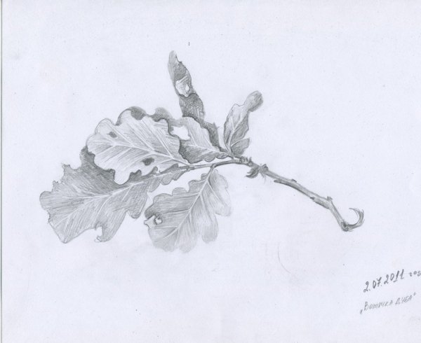 Ветка набросок