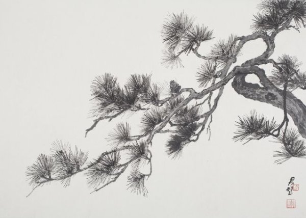 Японская сосна ветка