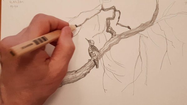 Ветка карандашом скетч