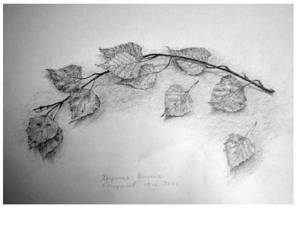 Ветка карандашом