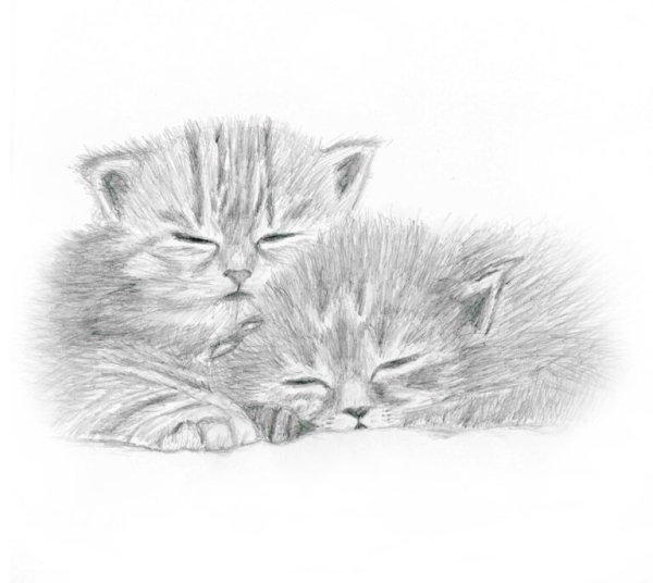 Котёнок рисунок карандашом