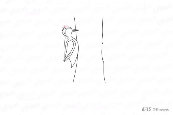 Дятел поэтапное рисование для детей