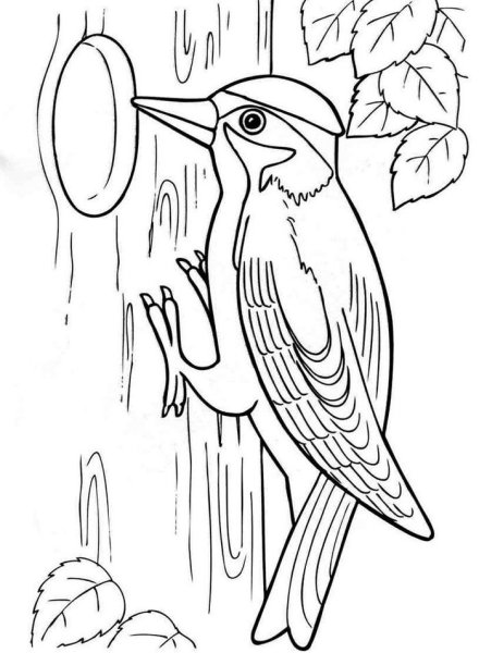 Дятел раскраска