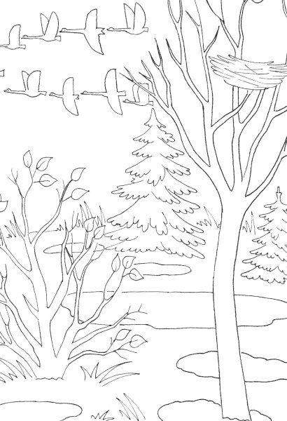 Лес картинка для детей раскраска