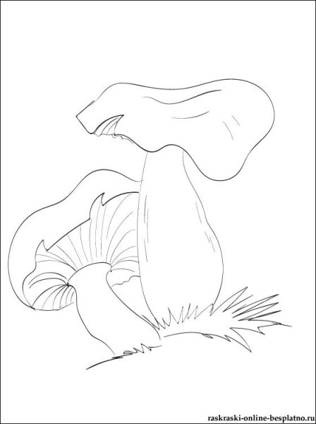 Гриб Лисичка картинка для детей раскраска