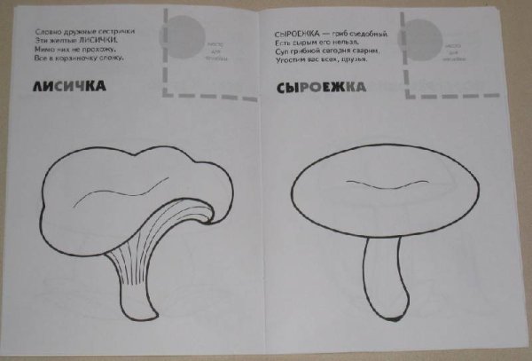 Гриб Лисичка раскраска для детей