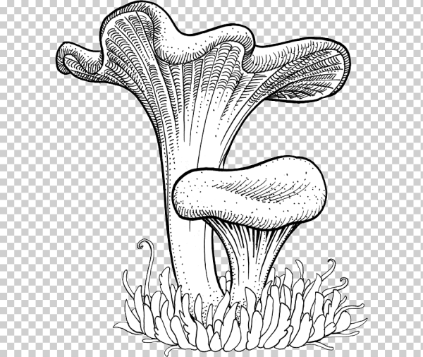Раскраска гриб масленок