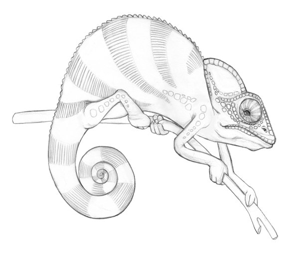 Йеменский хамелеон раскраска