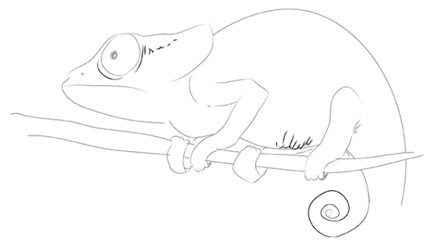 Хамелеон рисунок поэтапно