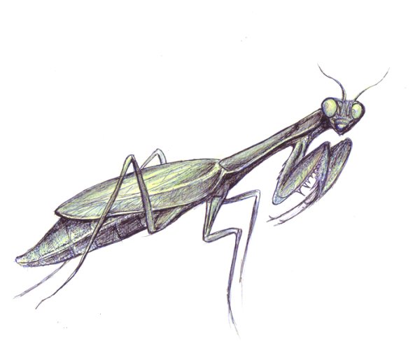 Зарисовки насекомых