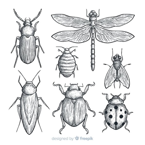 Муха ЦЕЦЕ раскраска