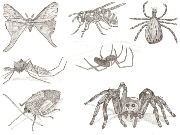 Зарисовки насекомых