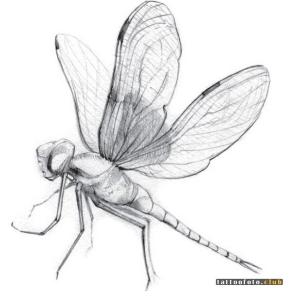 Нарисовать рога жука