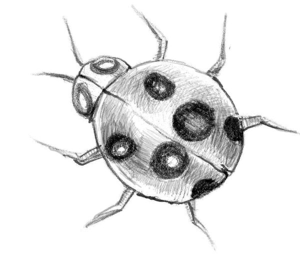 Насекомые карандашом