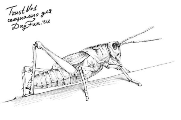Жук скарабей раскраска