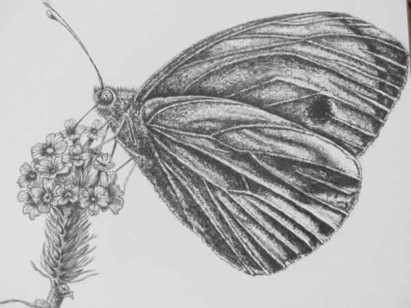 Нарисовать рога жука