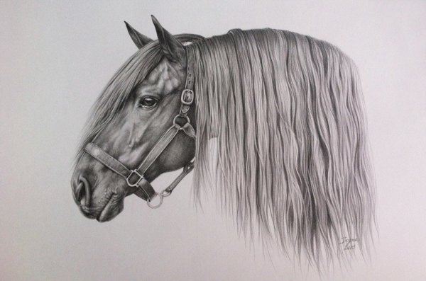 Художник Dino Tomic