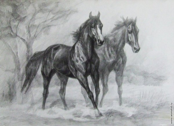 Цветы карандашом розы