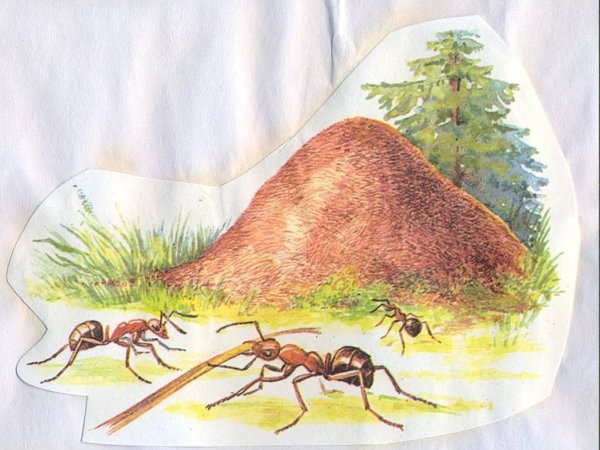 Муравьи в муравейнике