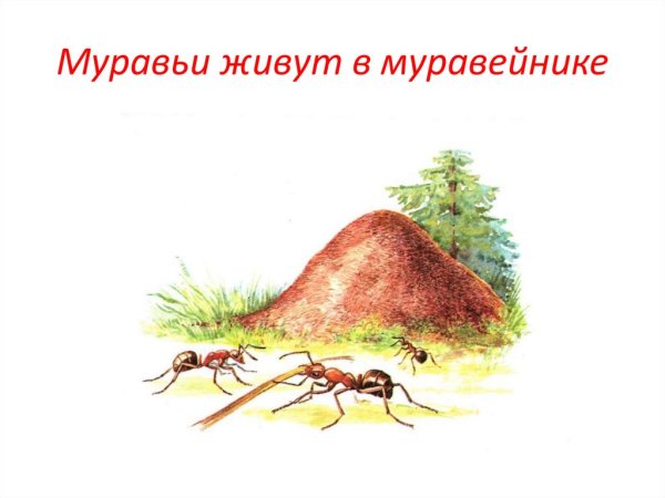 Муравей живет в муравейнике