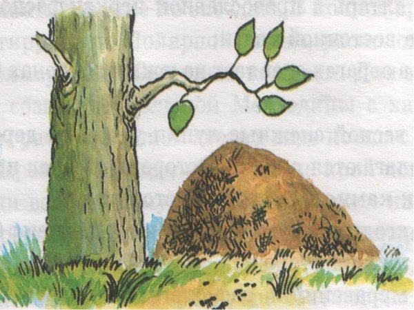 Ориентирование по муравейнику