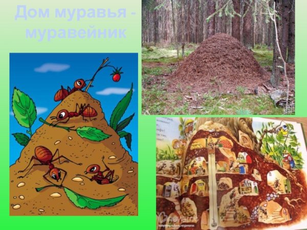Строение муравейника