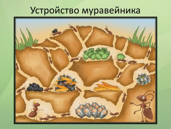 Муравейник раскраска для детей