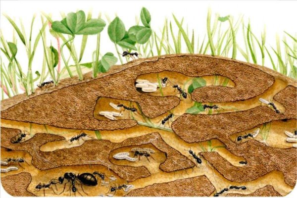 Муравейник на прозрачном фоне