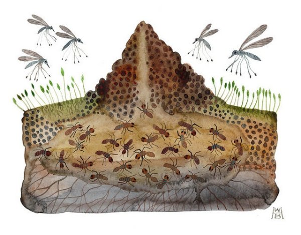 Муравейник раскраска для детей
