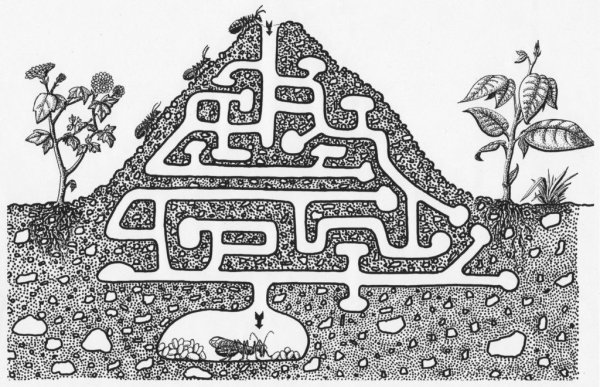 Раскраска Лабиринт