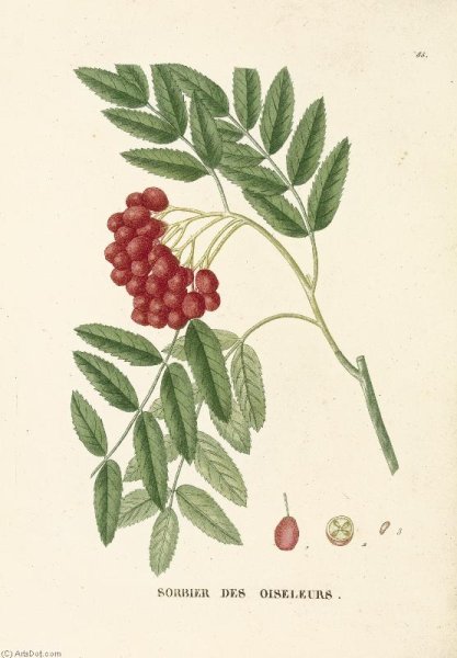 Рябина Фармакогнозия