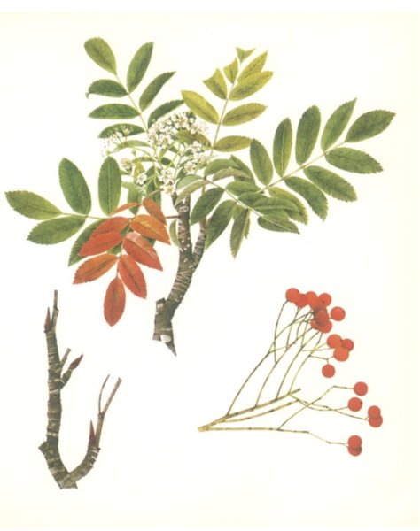 Рябина обыкновенная Фармакогнозия