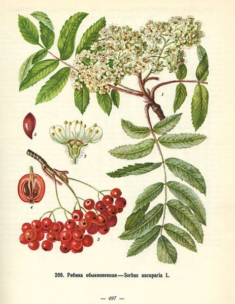 Орешник Калина Бузина