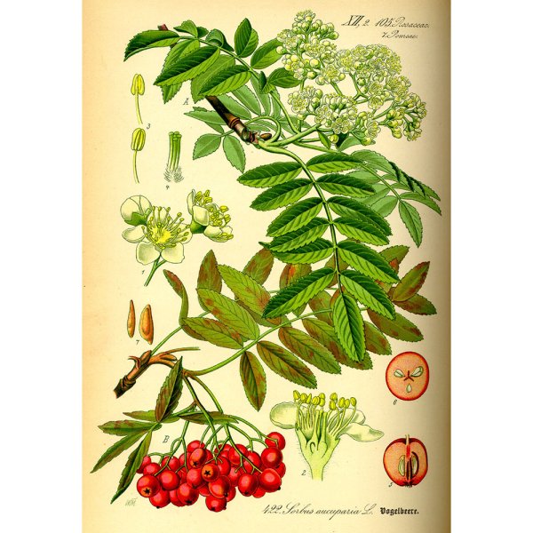 Рябина обыкновенная Ботанический рисунок