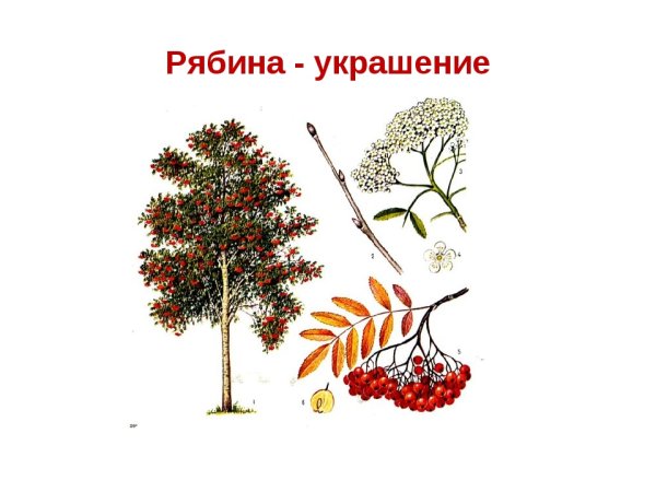 Рябина обыкновенная ботаника