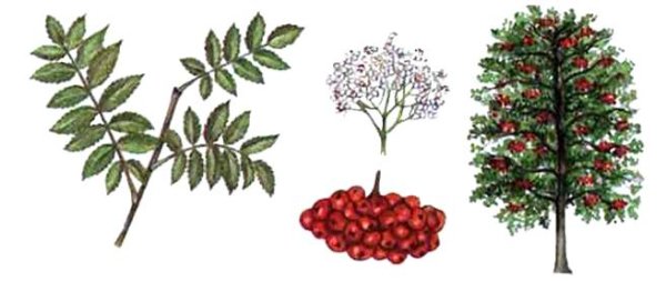 Sorbus Aria растение