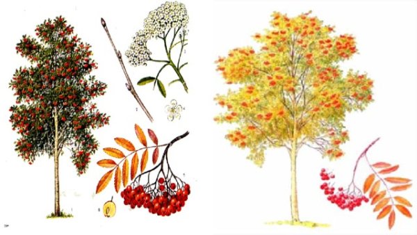 Sorbus aucuparia побег