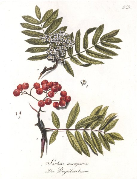 Рябина обыкновенная листья и плоды