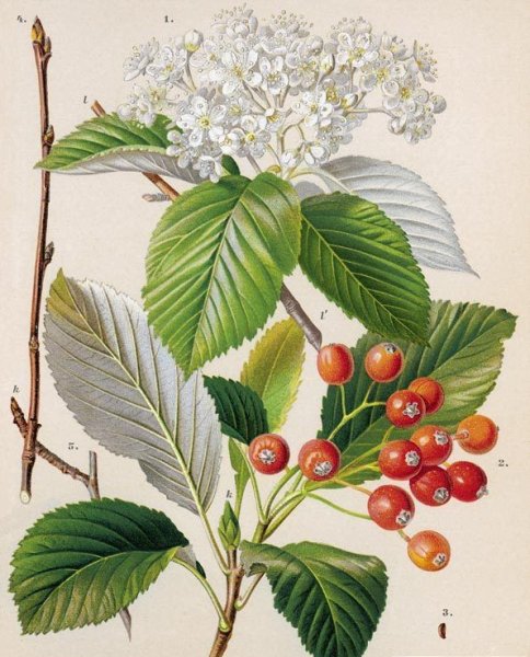 Sorbus aucuparia побег