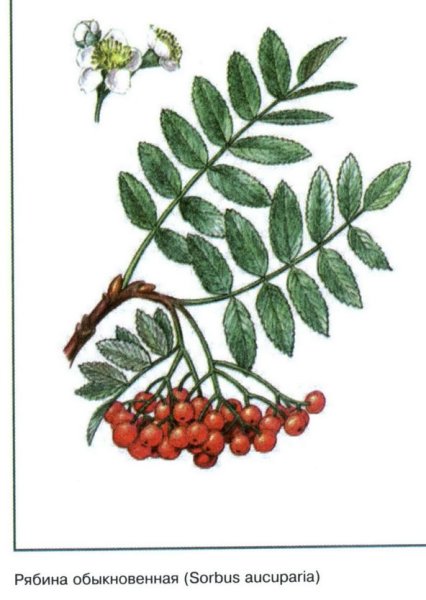Рябина обыкновенная ГФ